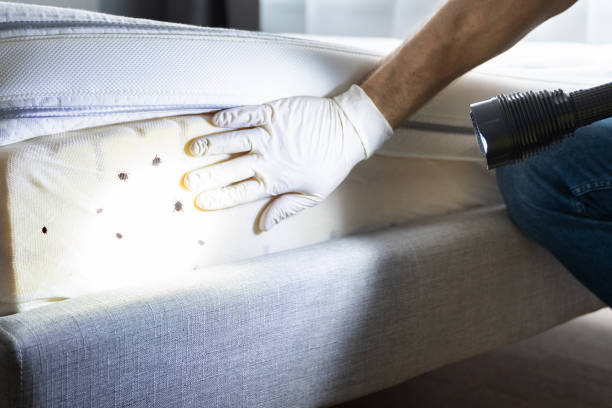Best Wasp Removal Services  in Spring, TX